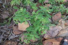 Indigofera mysorensis